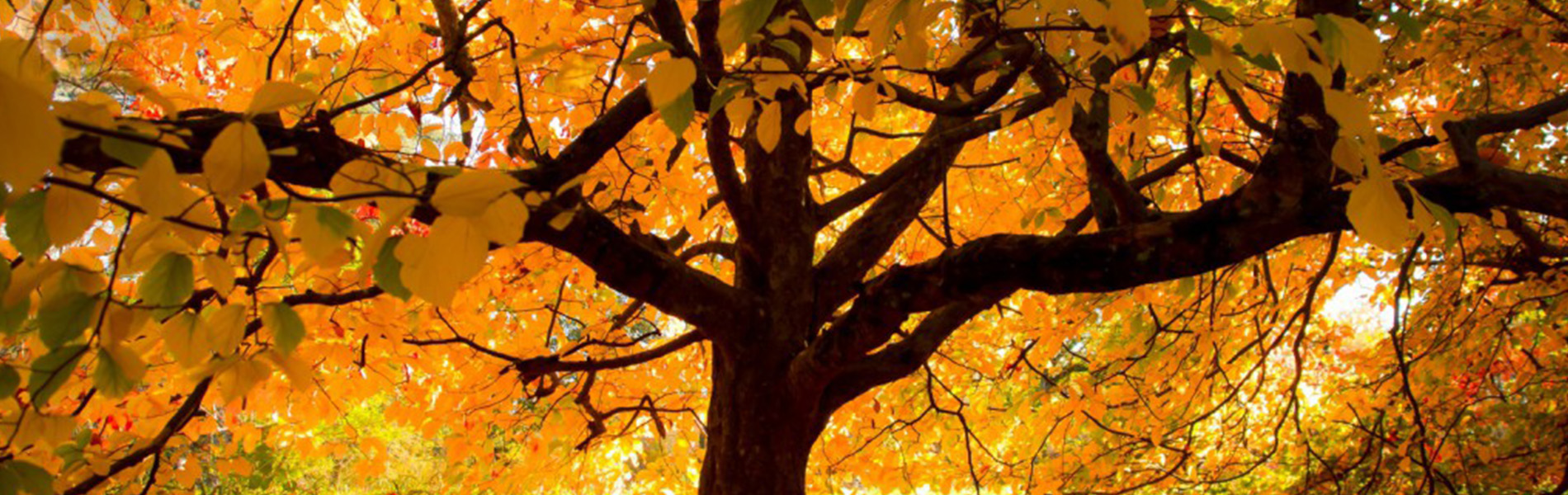 autumn_colours_under_the_tree-wallpaper-1600x900-1024x576